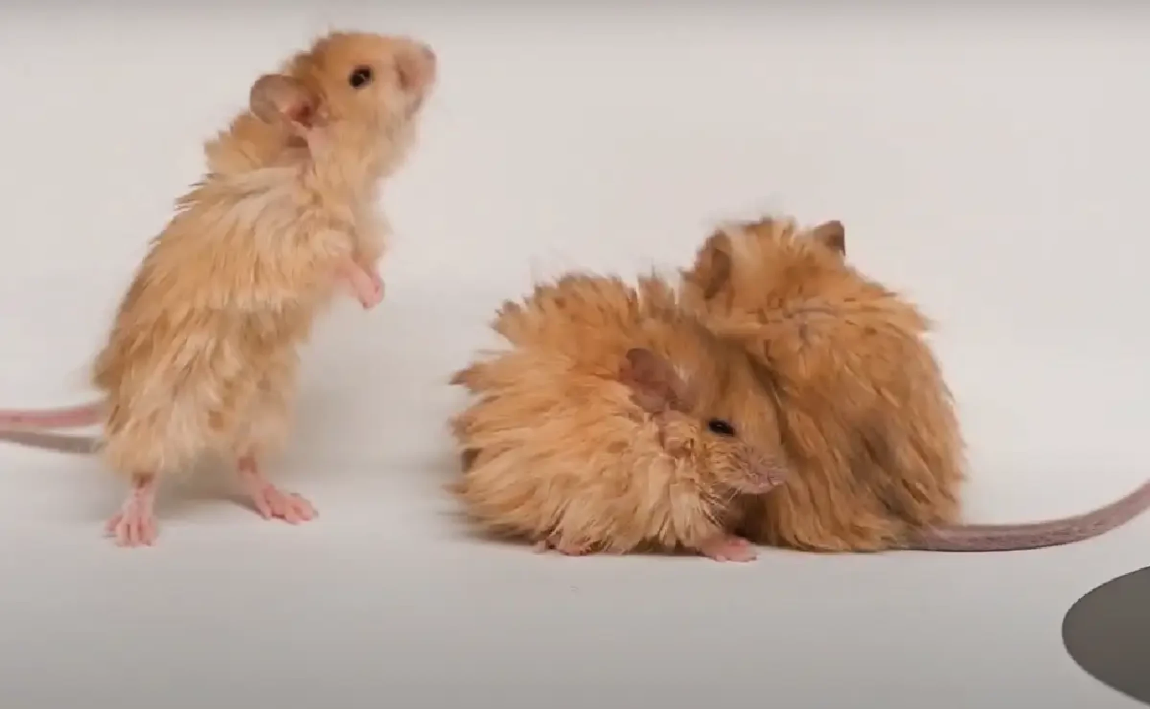 ratas-lanudas.webp